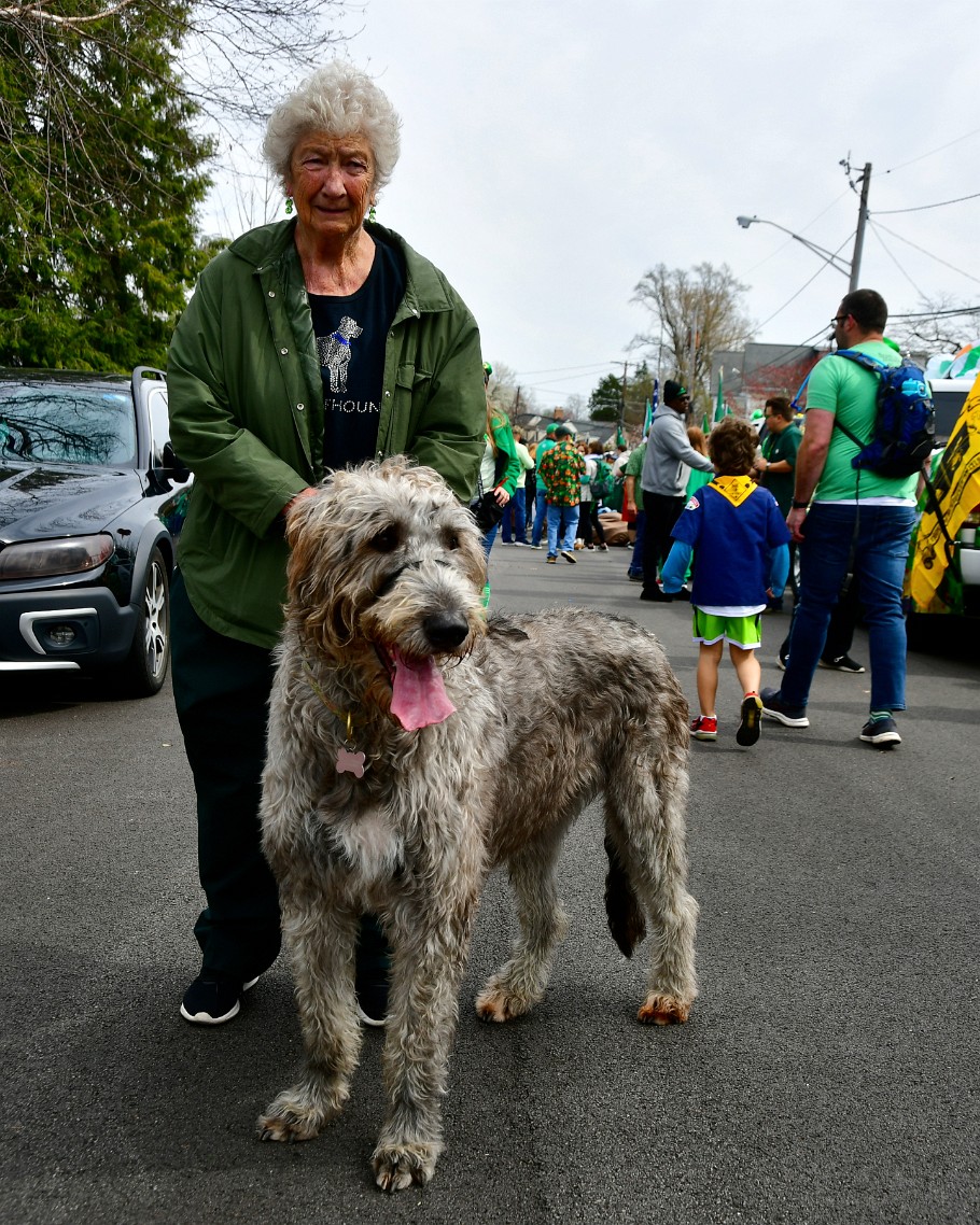 Irish Wolfhound and Friend of the Potomac Valley Wolfhound Club