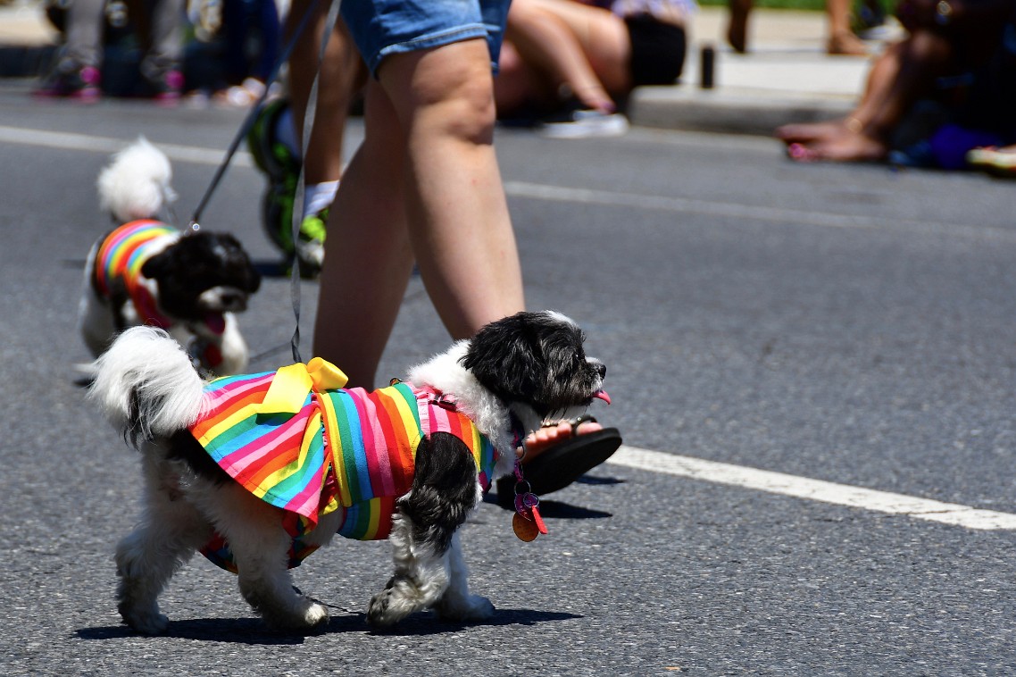 Colorful Dog Dress