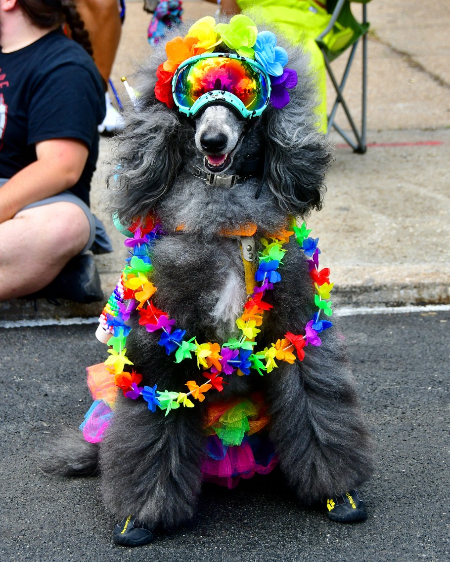 Bright Colors on a Grey Dog