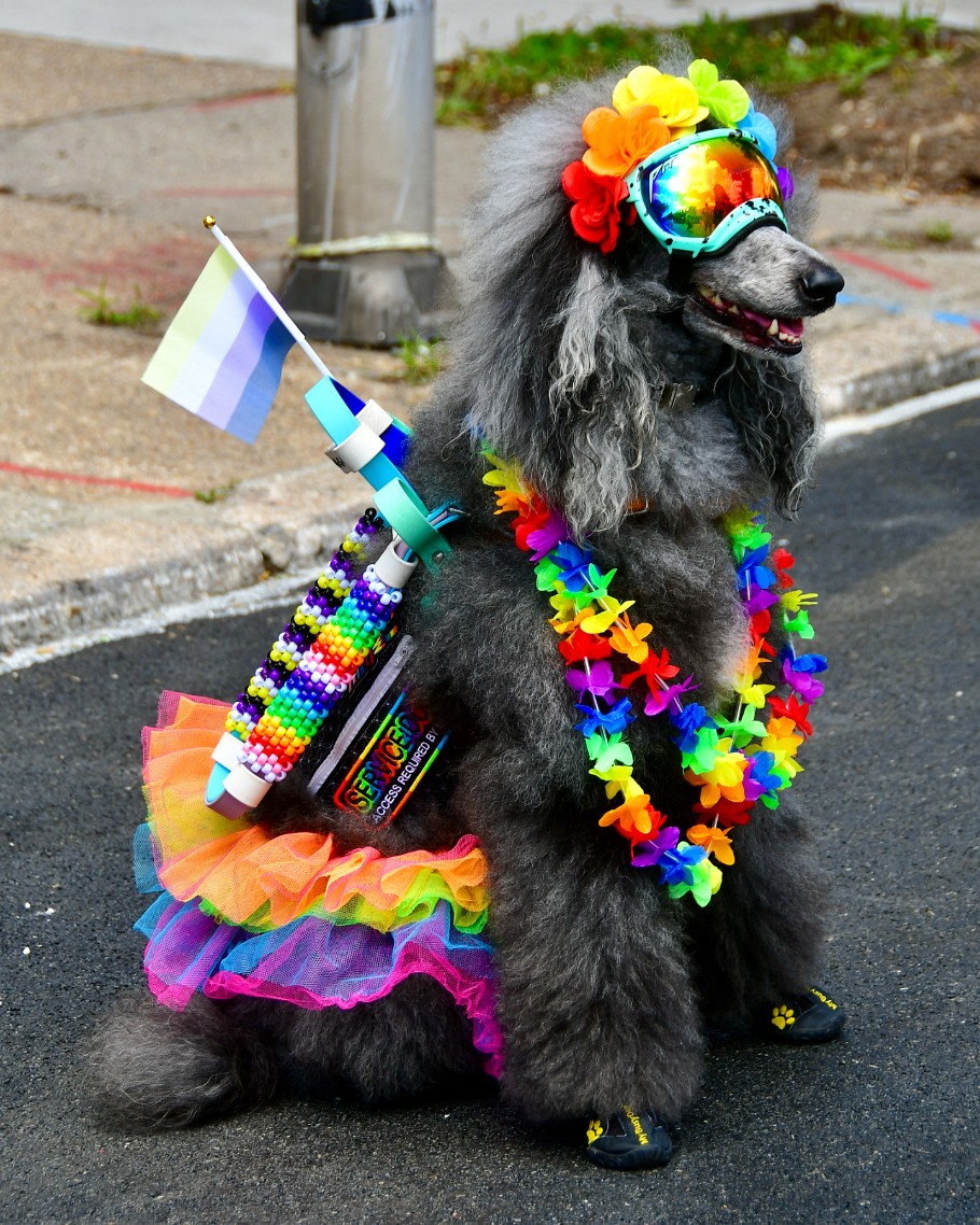 Doggo Truly Ready for Pride