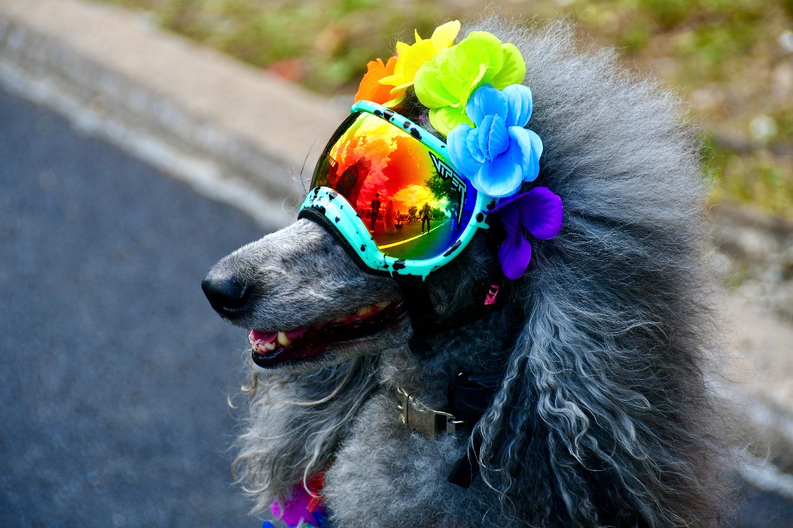 Rainbow Goggles