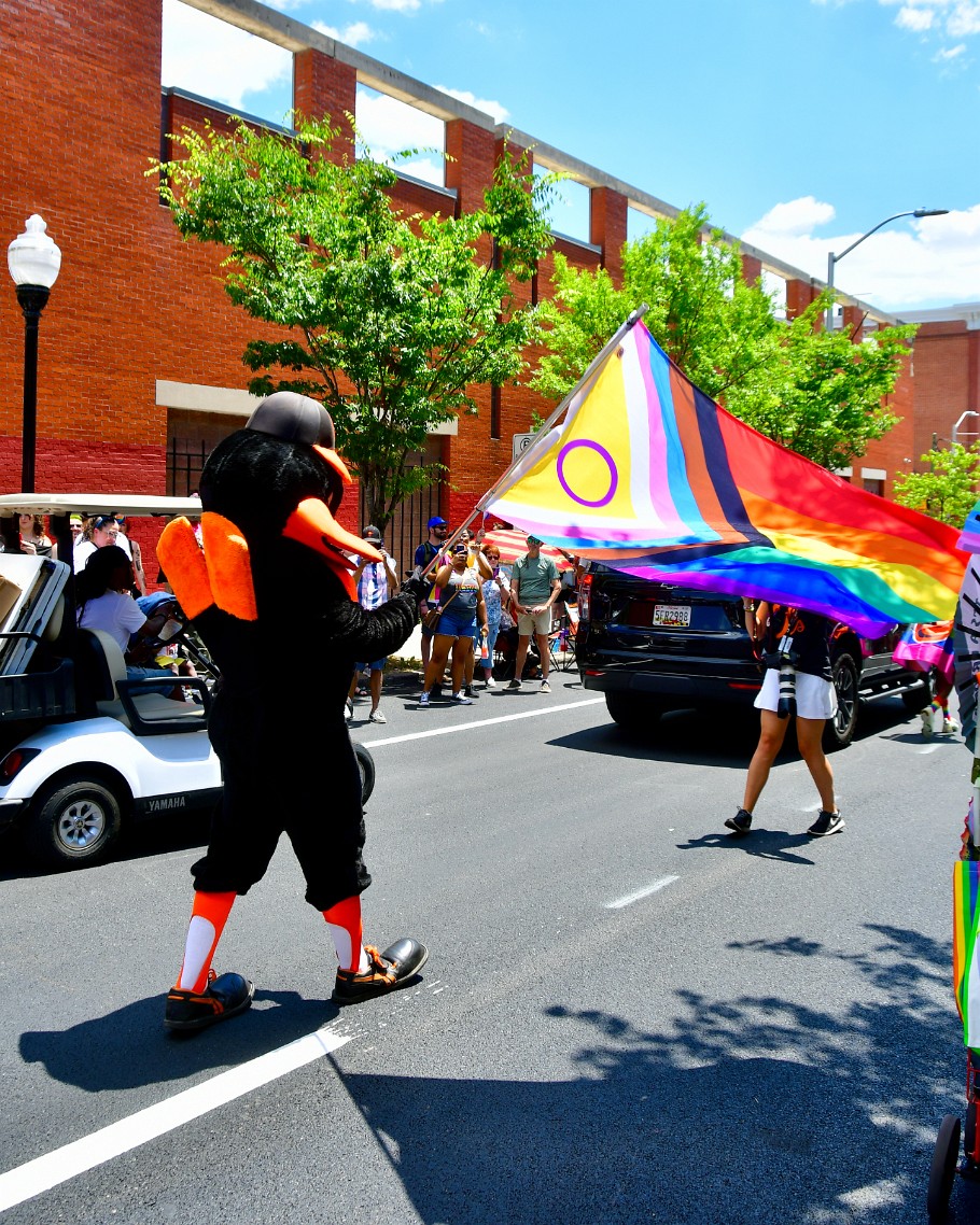 Oriole Bird Pride