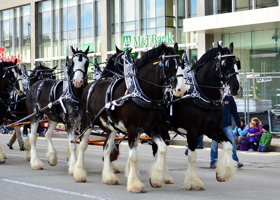 The Magnificent Express Clydesdales The Magnificent Express Clydesdales