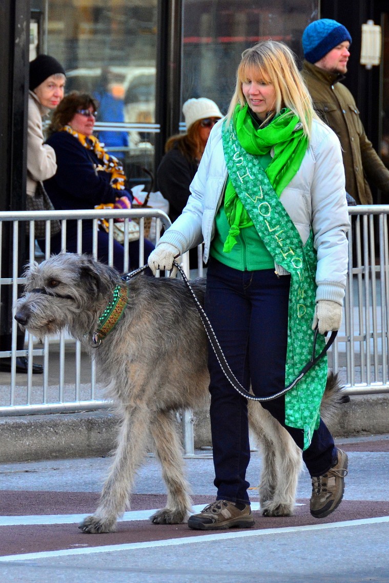Woman and Hound From the Potomac Valley Irish Wolfhound Club Woman and Hound From the Potomac Valley Irish Wolfhound Club